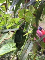 Kinyongia multituberculata