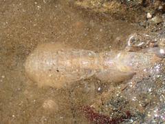 Upogebia pugettensis