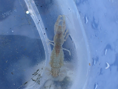 Upogebia pugettensis