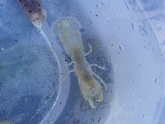 Upogebia pugettensis