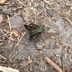 Amblyscirtes aesculapius