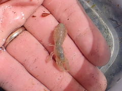 Upogebia pugettensis
