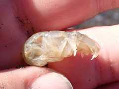 Upogebia pugettensis