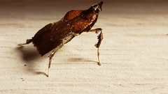 Galasa nigrinodis