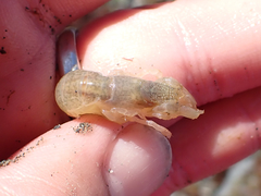 Upogebia pugettensis