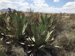 Agave scaposa