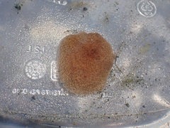 Kaburakia excelsa