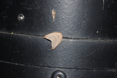 Pseudalbara parvula
