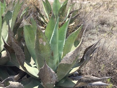 Agave scaposa