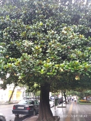 Magnolia grandiflora
