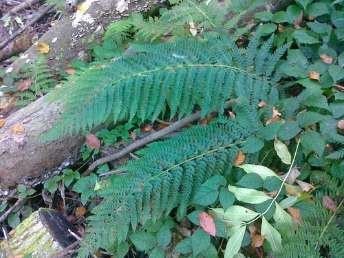 Polystichum × bicknellii, photograph 6