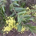 Gosford Wattle - Photo (c) leicia, some rights reserved (CC BY-NC)