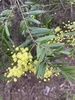 Acacia prominens - Photo (c) leicia, algunos derechos reservados (CC BY-NC)