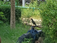 Acridotheres grandis