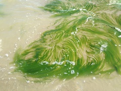 Cladophora sericea