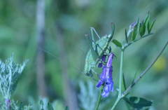 Poecilimon intermedius