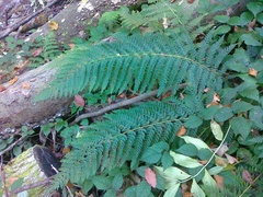 Polystichum × bicknellii
