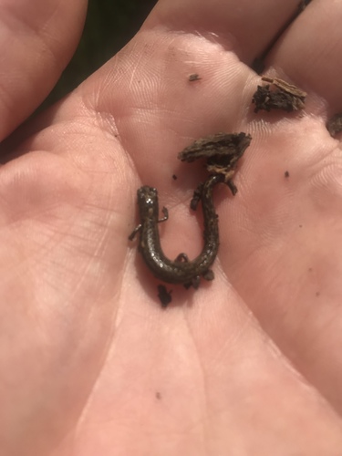 Pacific Slender Salamander, Batrachoseps pacificus