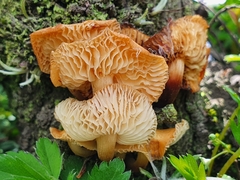 Flammulina mexicana
