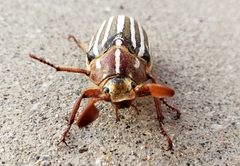 Polyphylla decemlineata