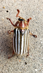 Polyphylla decemlineata
