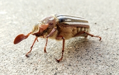 Polyphylla decemlineata