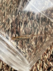 Limnephilus marmoratus