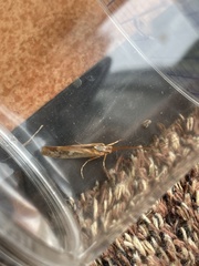 Limnephilus marmoratus