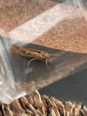 Limnephilus marmoratus