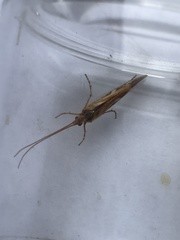 Limnephilus marmoratus