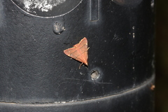 Hypsopygia pelasgalis