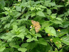 Polygonia c-aureum lunulata