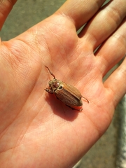 Melolontha hippocastani