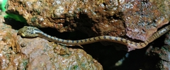 Boiga