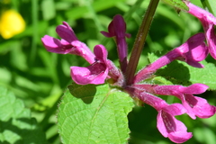 Stachys chamissonis cooleyae