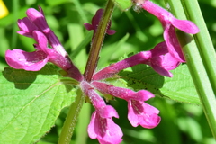 Stachys chamissonis cooleyae