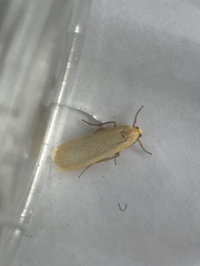 Eilema depressa