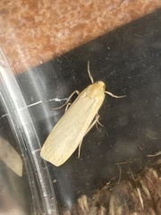 Eilema depressa
