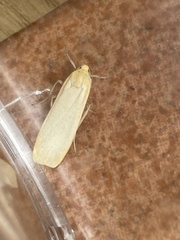 Eilema depressa