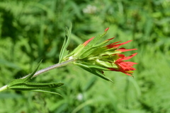 Castilleja suksdorfii