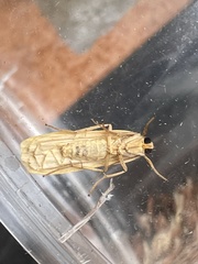 Eilema depressa