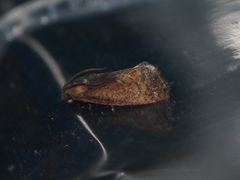 Cryptophlebia ombrodelta
