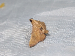 Endotricha theonalis