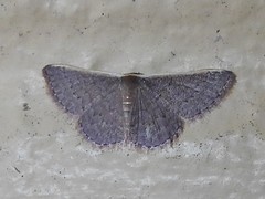 Idaea inversata