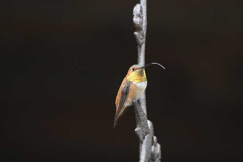 Rufous Hummingbird photographed in Colorado