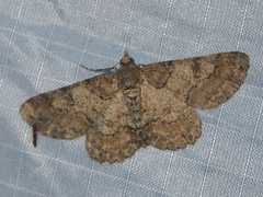 Cleora alienaria
