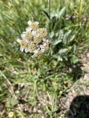 Achillea nana