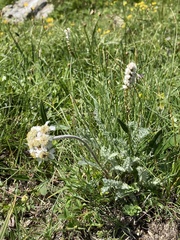 Achillea nana