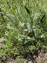 Achillea nana
