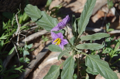 Solanum ellipticum